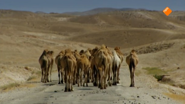 Grossman kamelen